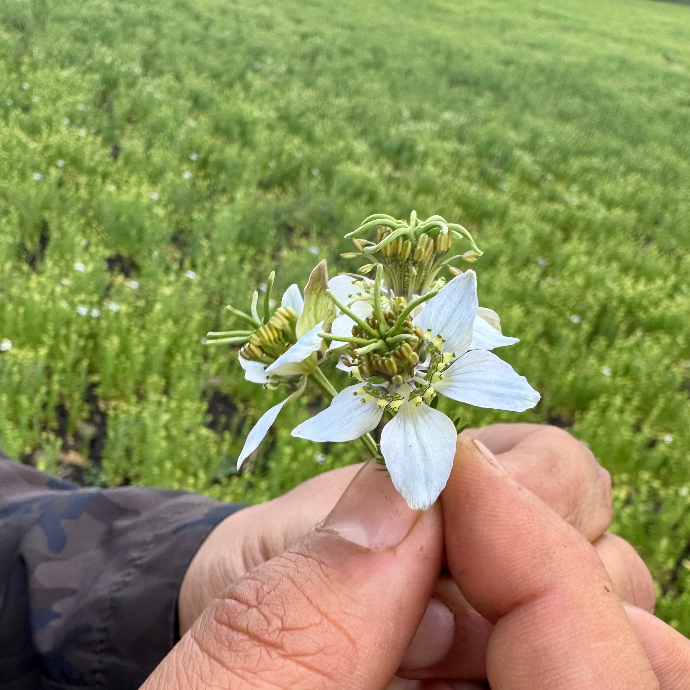 Black Seed Oil 101: An Introduction to Nigella Sativa
